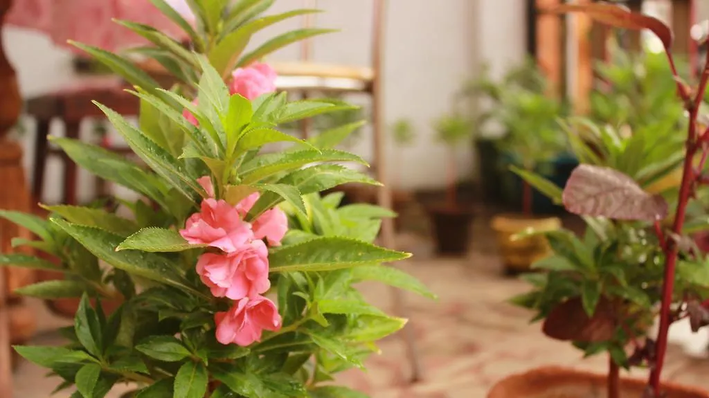 Nanni Backpackers hostel Alappuzha